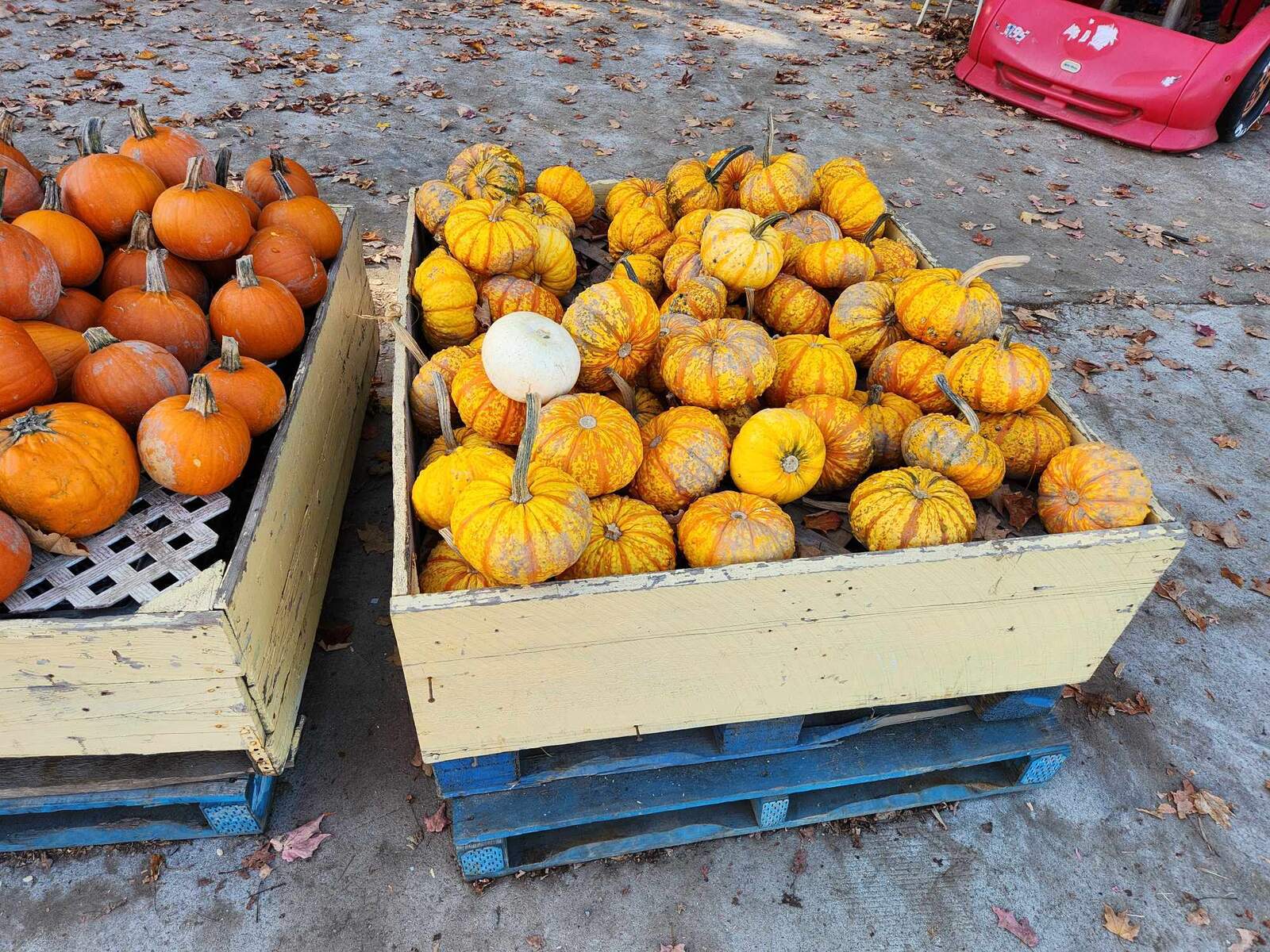 Bacs de citrouilles et petites courges décoratives au marché des Citrouillards