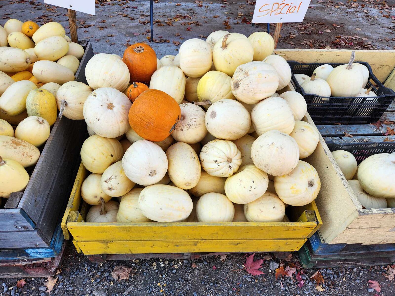 Citrouilles blanches et courges en spécial au marché de la ferme