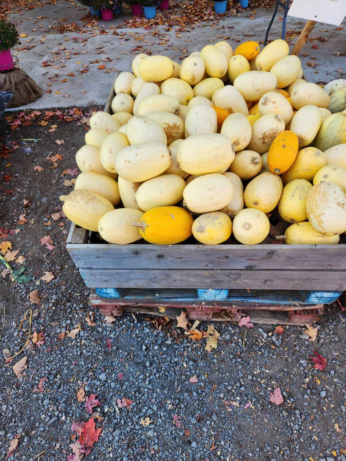 Bac de courges spaghetti fraîchement récoltées à Saint-Eustache