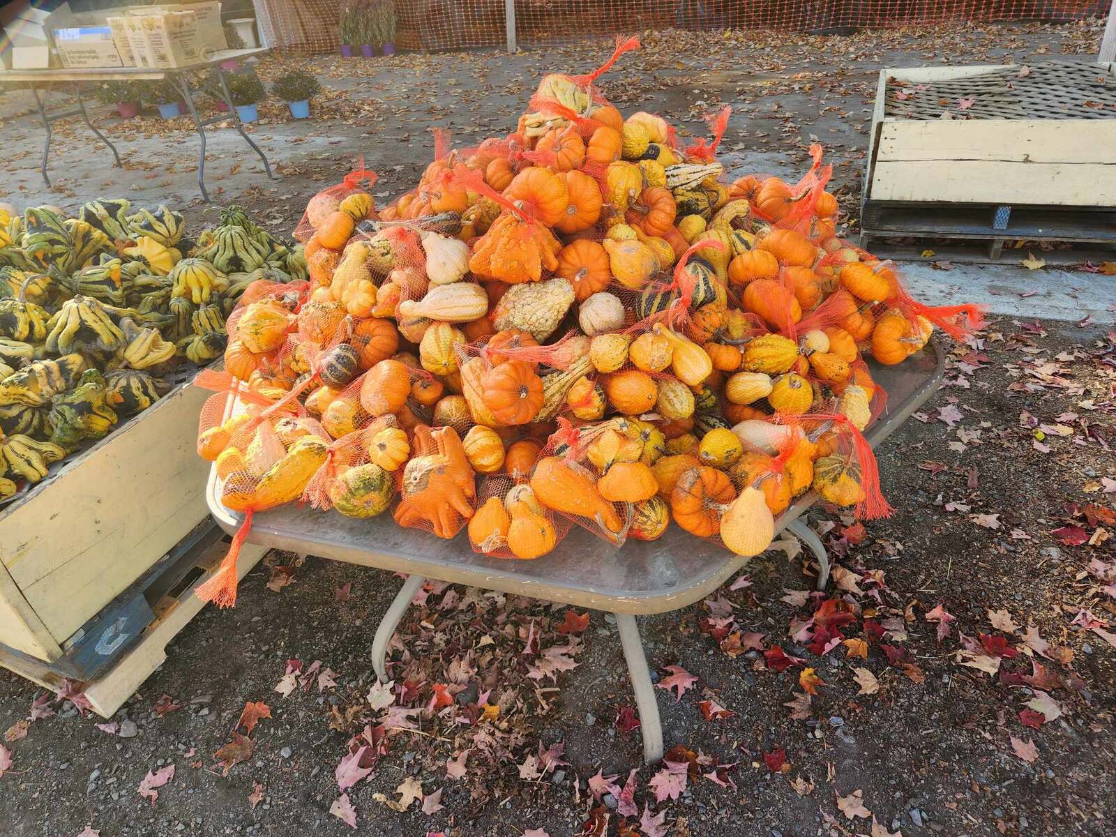 Table remplie de courges décoratives en filets au marché