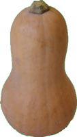 Courge Butternut fraîche du marché des Citrouillards à Saint-Eustache