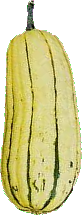 Courge Delicata rayée crème et verte