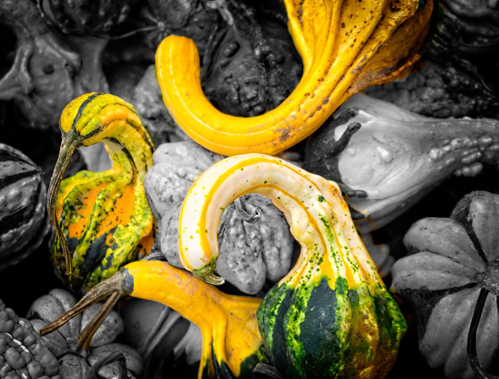 Courges décoratives colorées au marché des Citrouillards