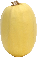 Courge spaghetti jaune cultivée à Saint-Eustache