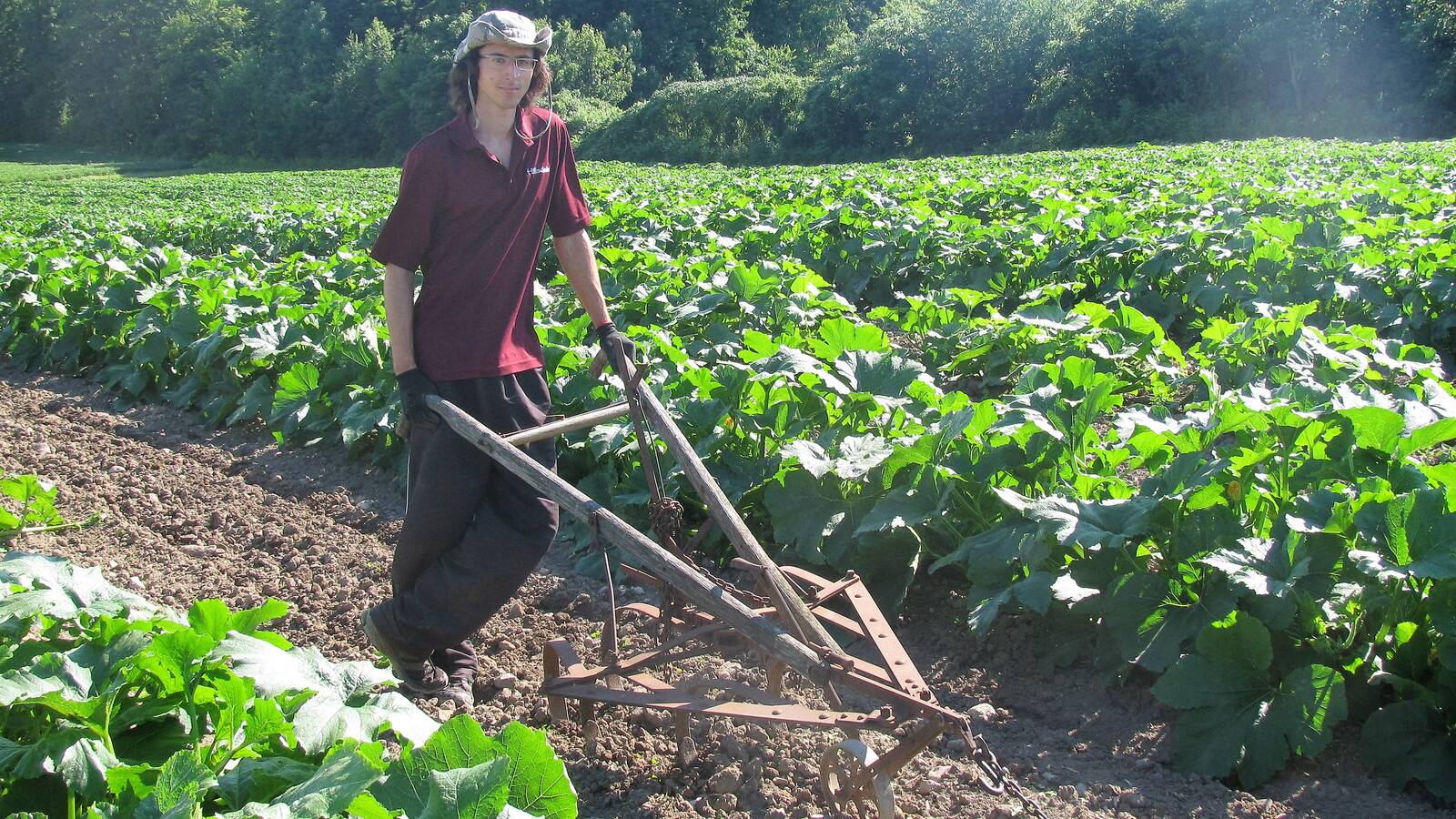 Travail au champ de courges à la ferme Les Citrouillards