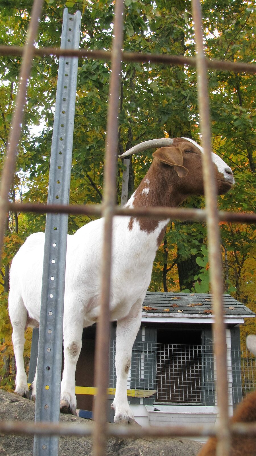 Chèvre de la mini-ferme des Citrouillards