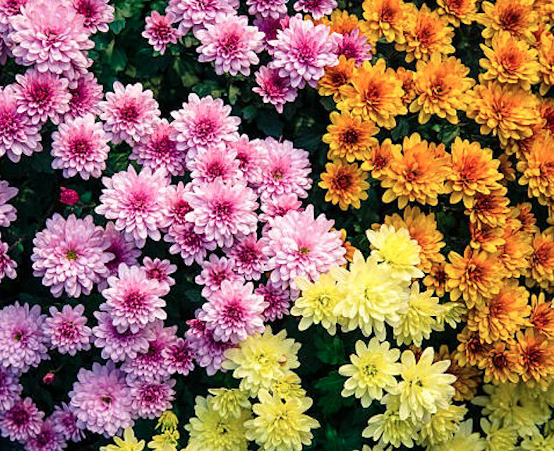 Chrysanthèmes colorés en pot pour l'automne