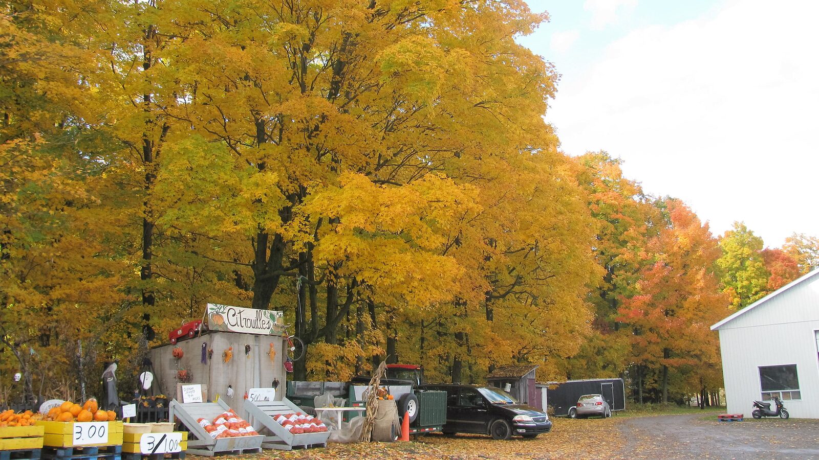 Kiosque et étals de citrouilles devant les érables d'automne