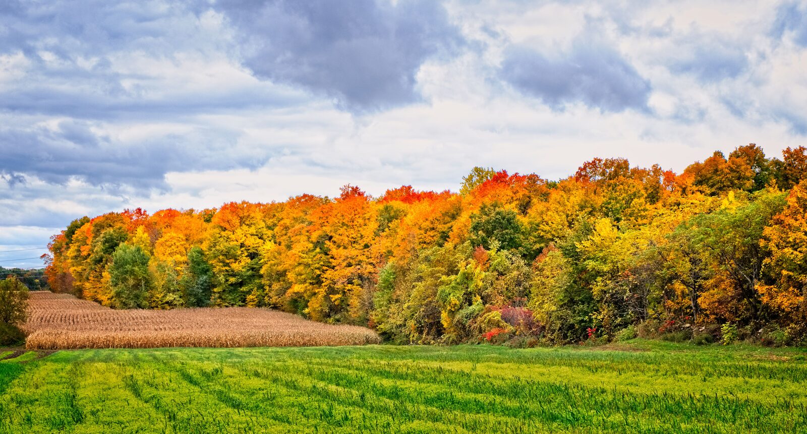 Champ et boisé aux couleurs de l'automne à Saint-Eustache