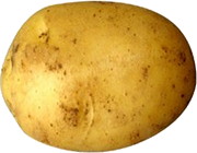 Pommes de terre fraîches de la ferme
